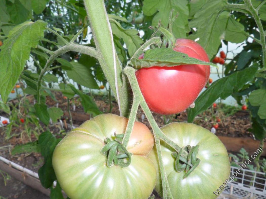 Томат Голиаф 5