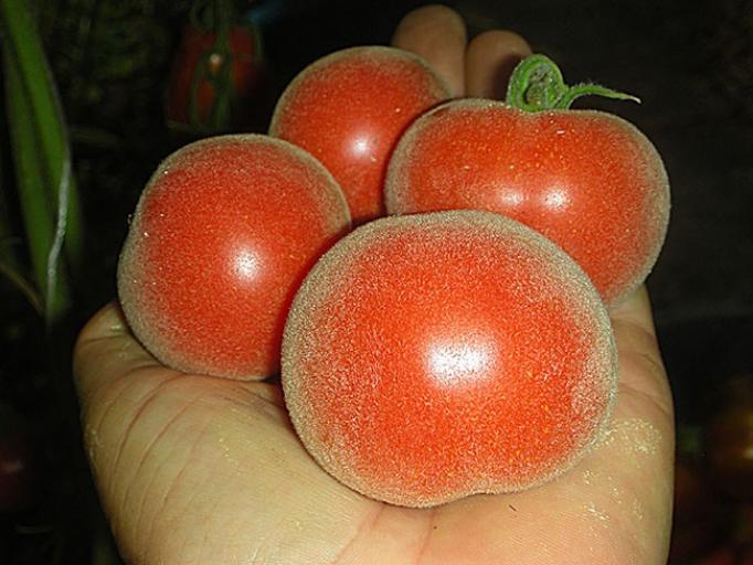 Томат Голубая ель 3