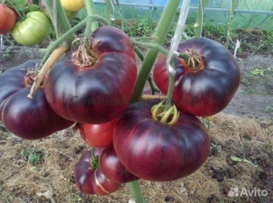 Томат Голубая красавица