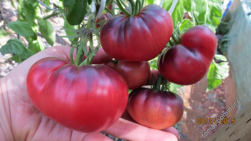 Томат Голубая красавица 6