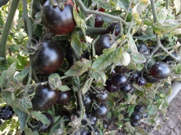 Томат Голубая старица 2