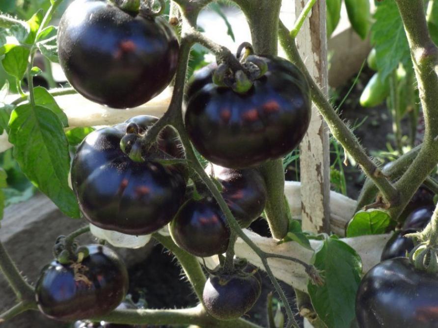 Томат Голубая старица 3