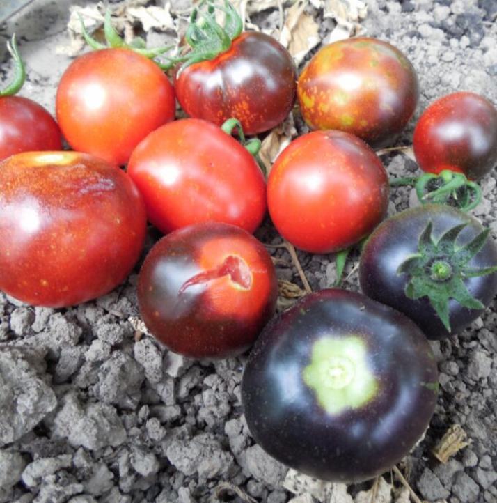 Томат Голубая старица 4