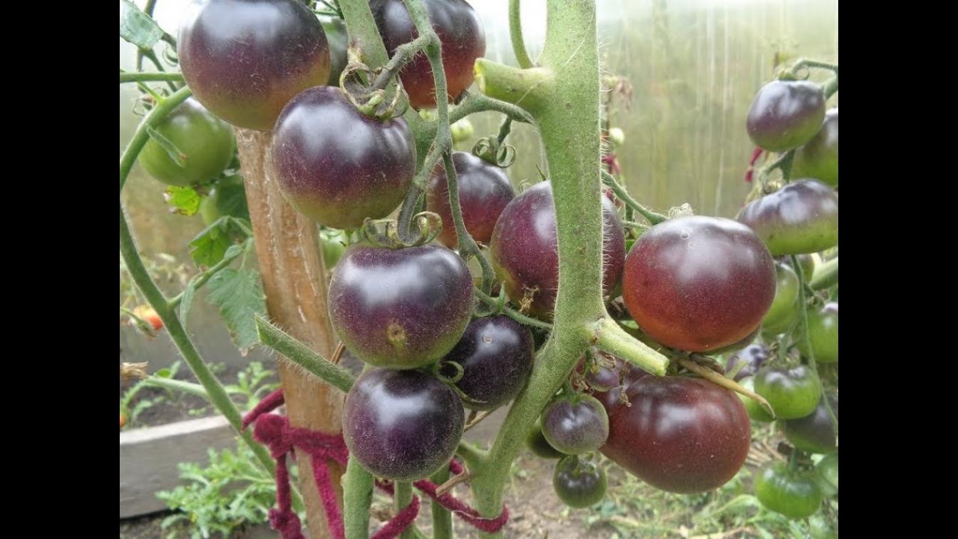 Томат Голубая старица