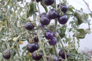 Томат Голубика