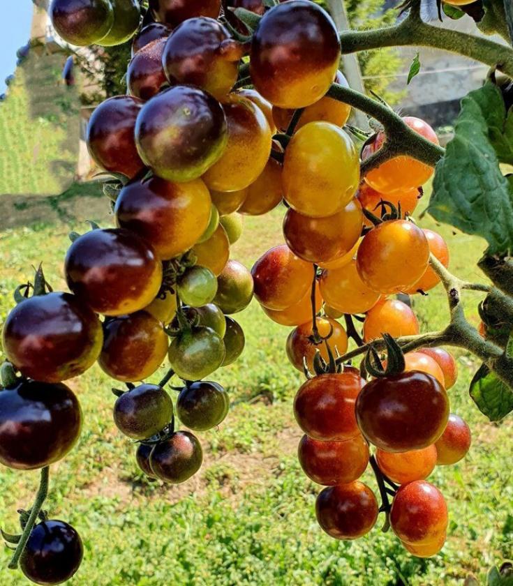 Томат Голубое золото 3