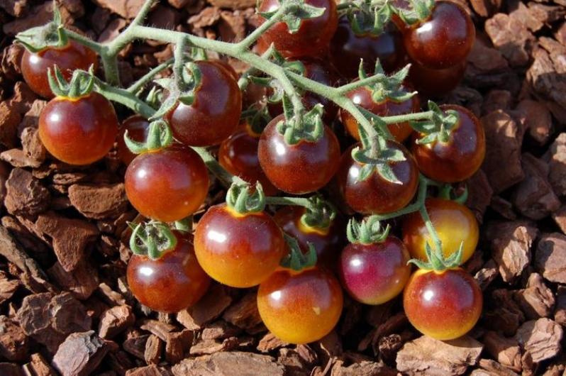 Томат Голубое золото 4