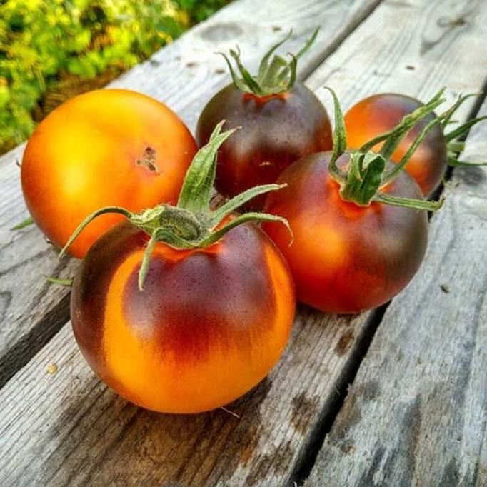 Томат Голубой апельсин 2