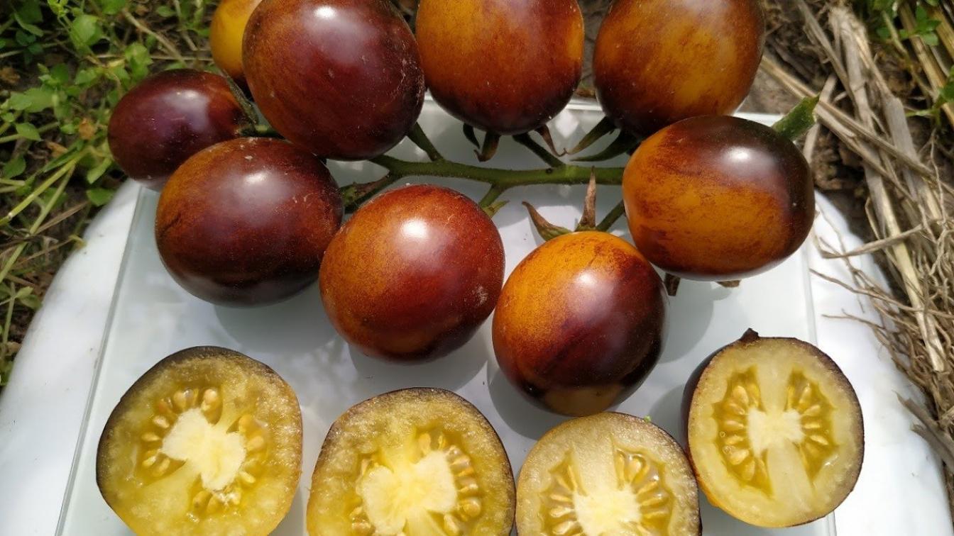 Томат Голубой лес 2