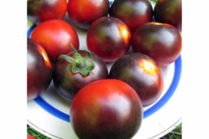 Томат Голубой лес