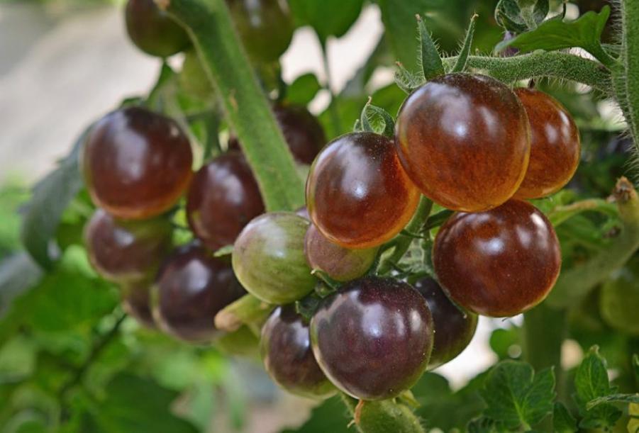 Томат Голубой лес 4