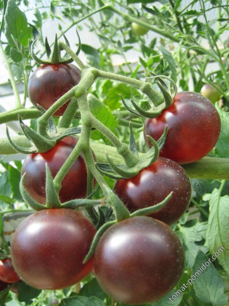 Томат Голубой лес 5