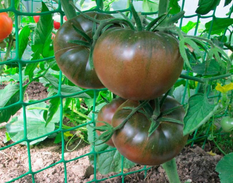 Томат Голубые небеса 2