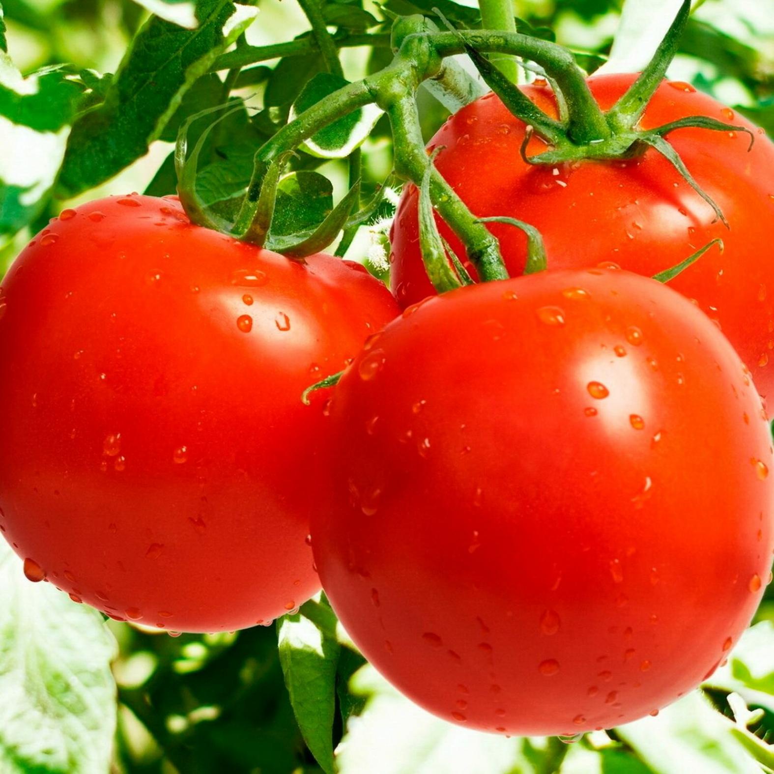 Томат Горожанка 2