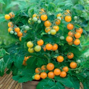 Томат Горшечный оранжевый