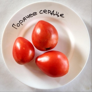 Томат Горячее сердце