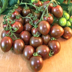 Томат Горячий шоколад