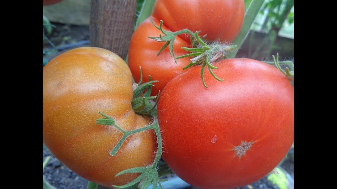 Томат Госпожа удача 2