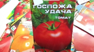 Томат Госпожа удача