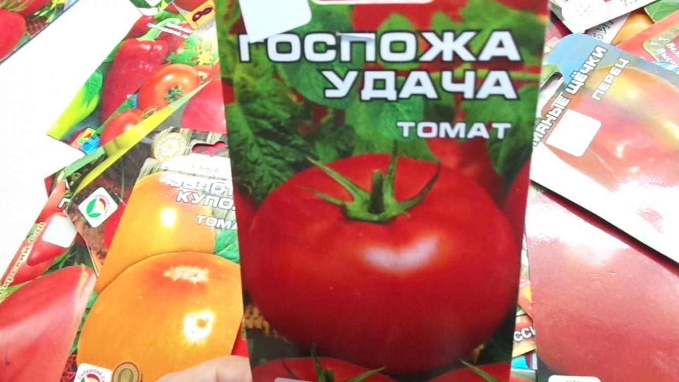 Томат Госпожа удача