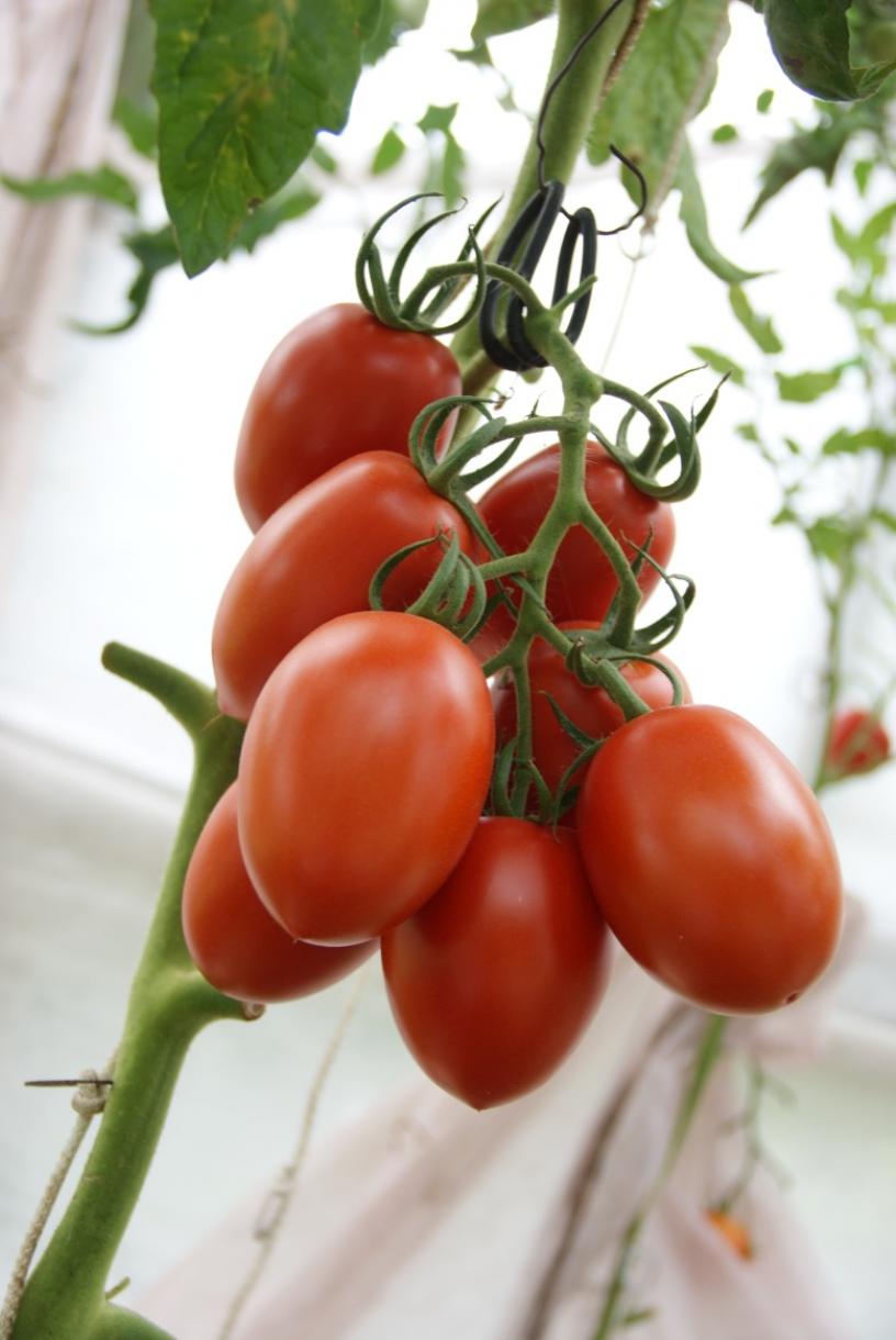 Томат Гранадеро 2