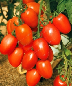 Томат Гранадеро