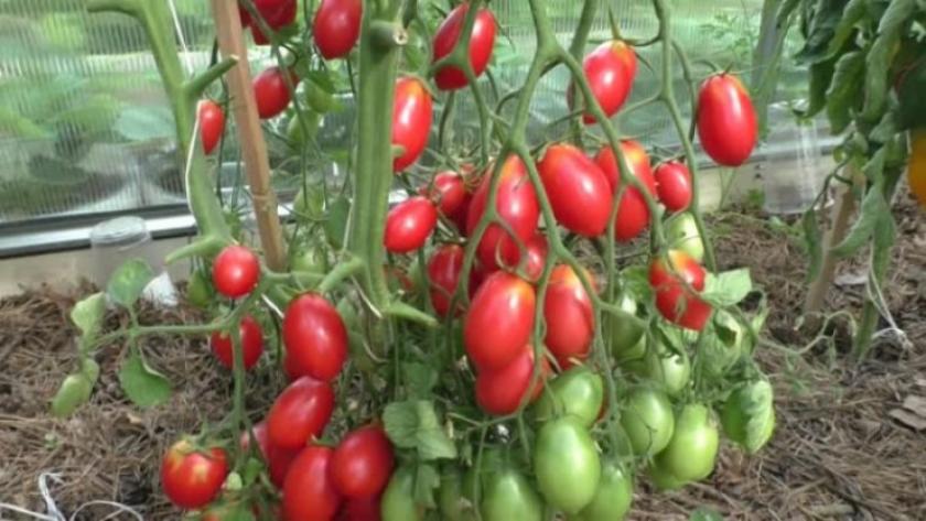 Томат Гречанка 2