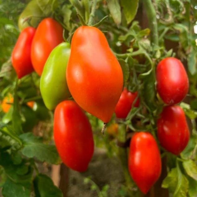 Томат Гречанка 3