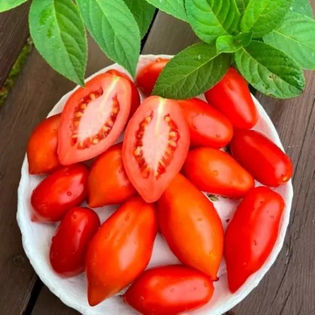 Томат Гречанка 4