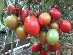 Томат Гречанка