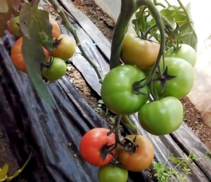 Томат Грифон