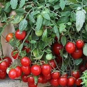 Томат Григорашик