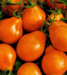 Томат Груша оранжевая