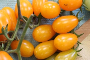 Томат Грушевый апельсин