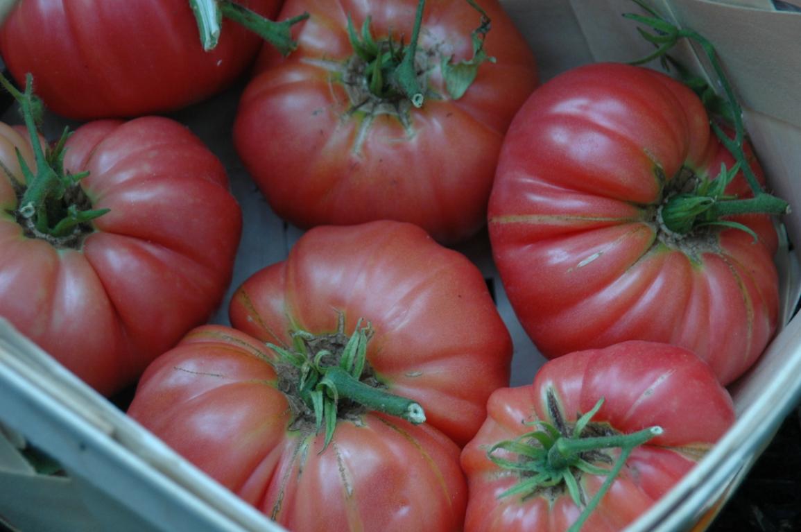 Томат Грузины 2