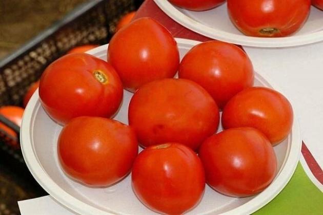 Томат ГС-12 2