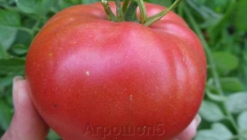 Томат Гвидон 4