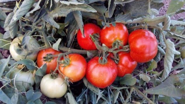 Томат Импала 3