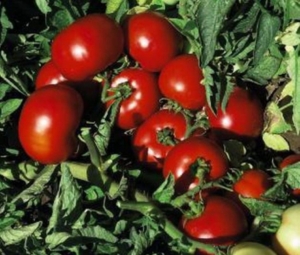 Томат Импала