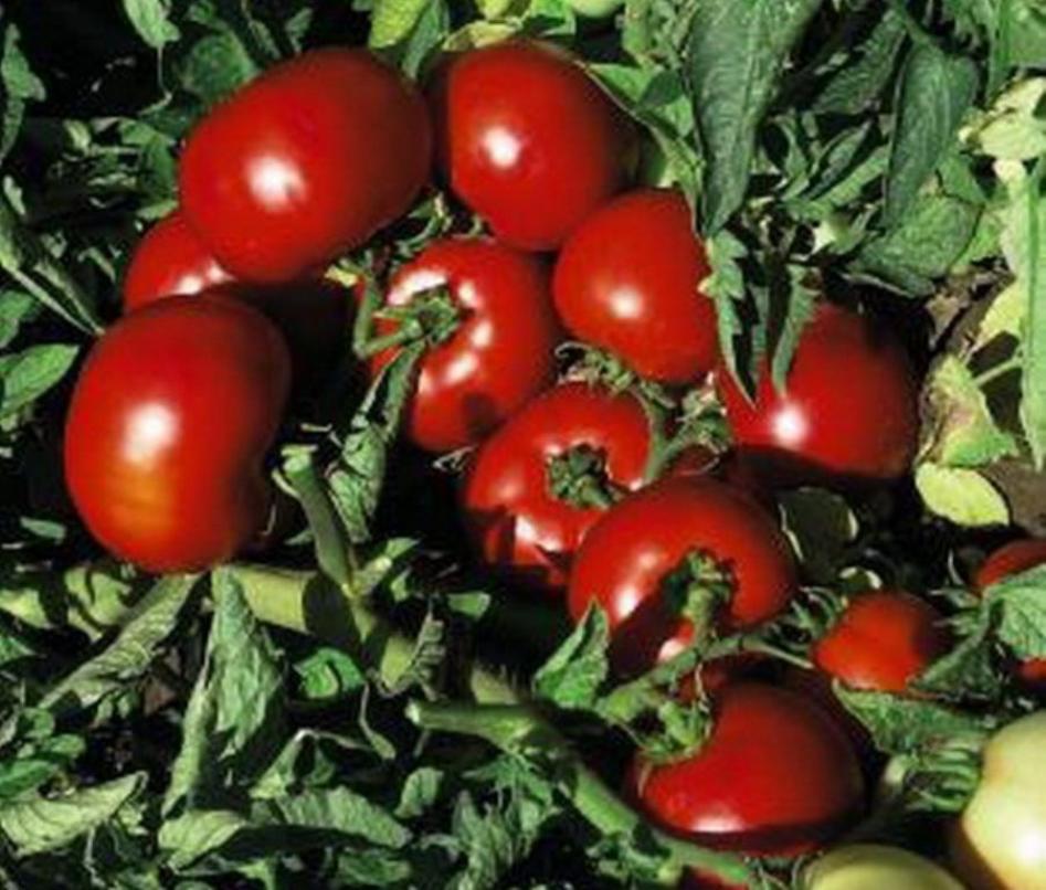 Томат Импала