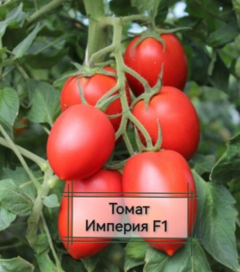 Томат Империя