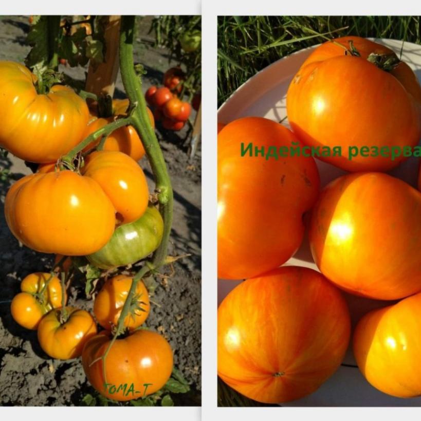 Томат Индейская резервация 3