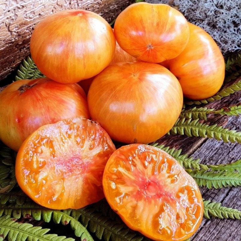 Томат Индейская резервация 5