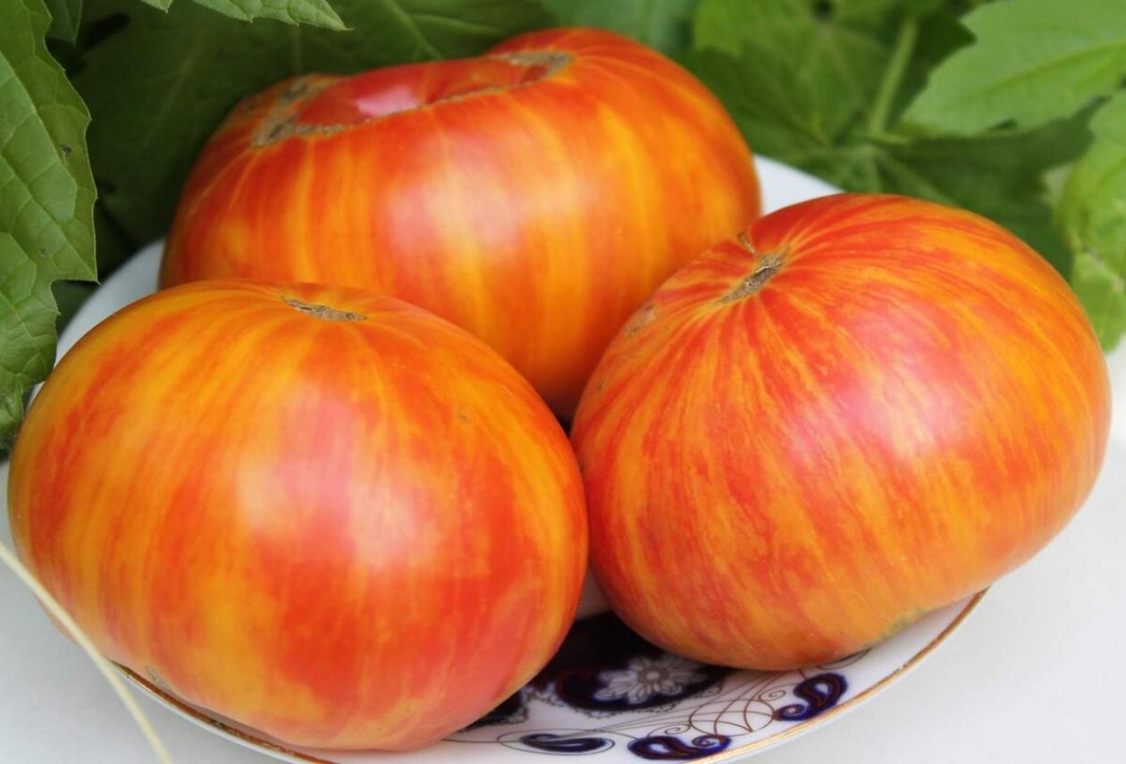 Томат Индейская резервация