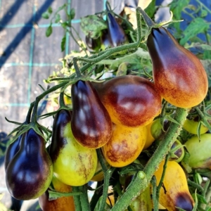 Томат Индиго кумкват