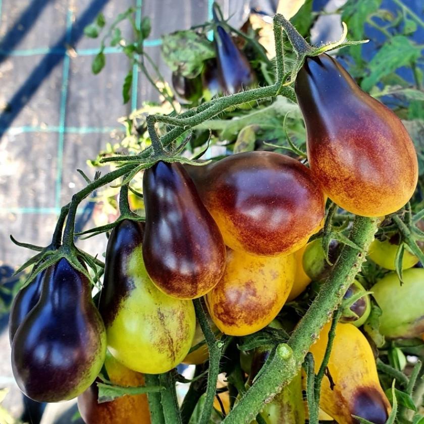 Томат Индиго кумкват