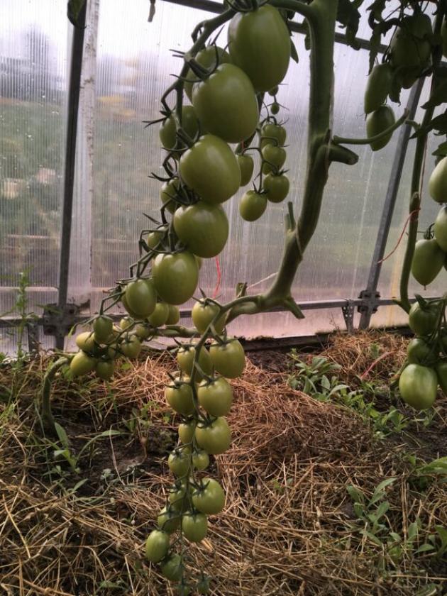 Томат Инзель Перле 3