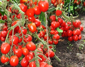 Томат Инзель Перле