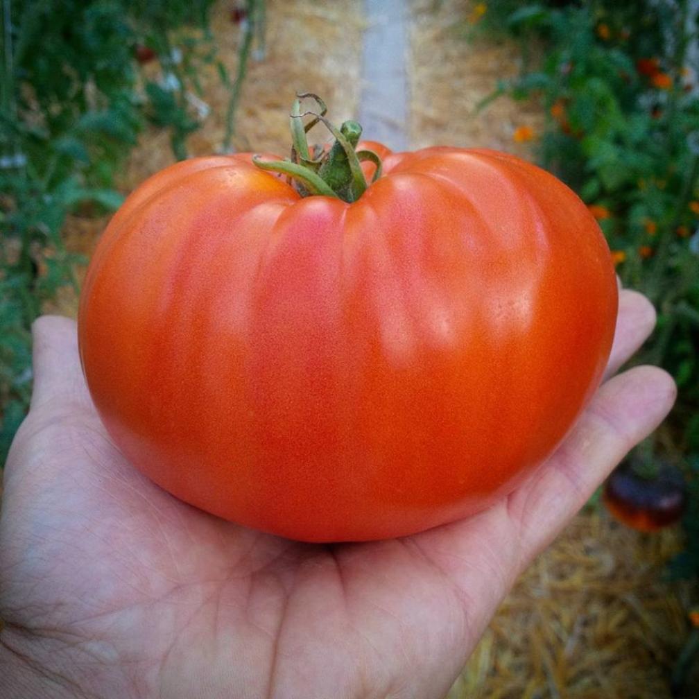 Томат Иранское чудо 2