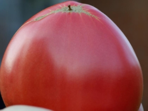 Томат Иранское чудо